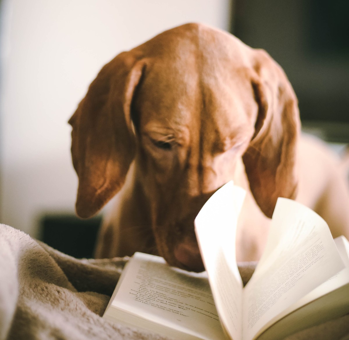 2photo-pots-207536-unsplash